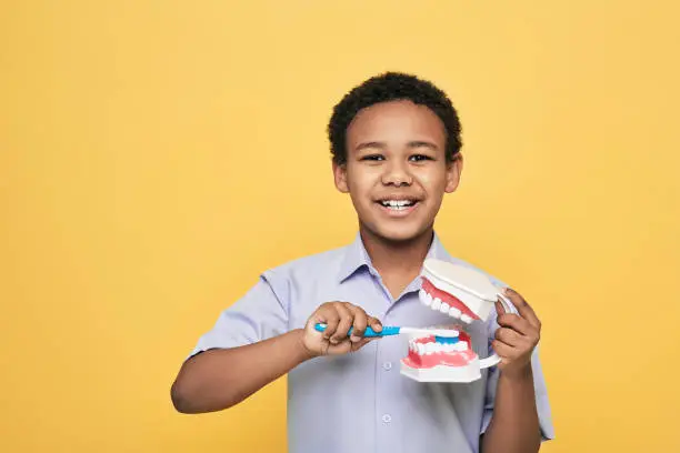 Photo of Smiling African American boy showing how to properly brush her teeth using an anatomical model of jaw and a toothbrush. Isolated on yellow