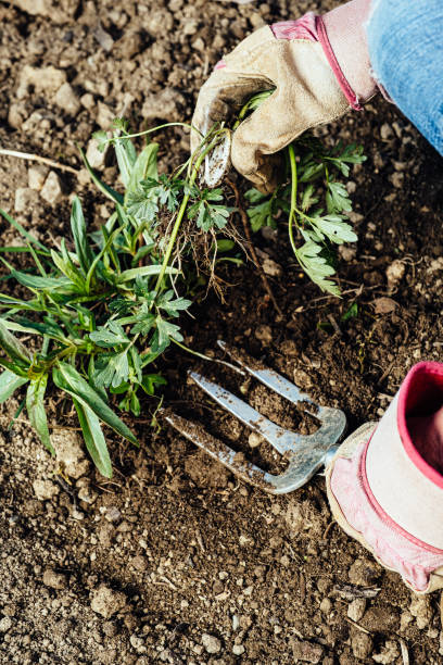 istock Woman removing weeds from her garden 1298297947