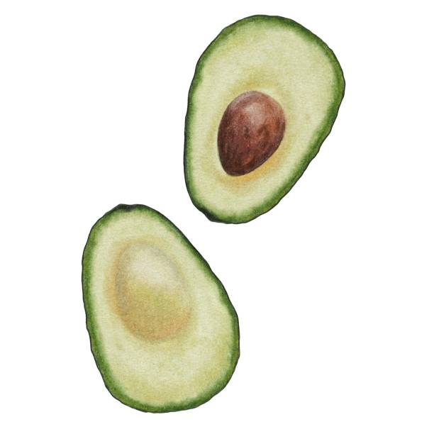 zwei hälften einer reifen avocado auf weißem grund. aquarell handgezeichnete illustration einer avocado in die hälfte mit einem knochen geschnitten. isolierte früchte für druck, textilien, menüs und postkarten.  € englisch - guacamole avocado cutting white background stock-grafiken, -clipart, -cartoons und -symbole