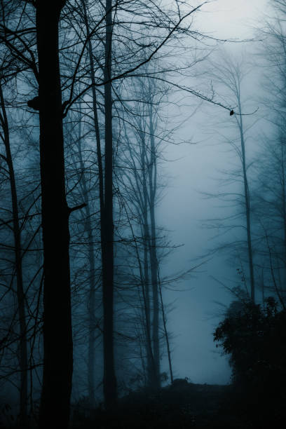 istock mystical forest gloomy and foggy 1298298767