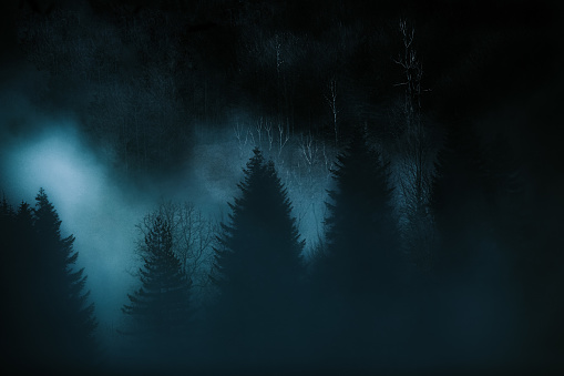 mystical forest gloomy and foggy