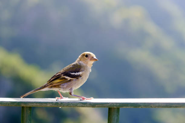 tiny sparrow looking at the camera while perching in a metal frame of a balcony in the woods