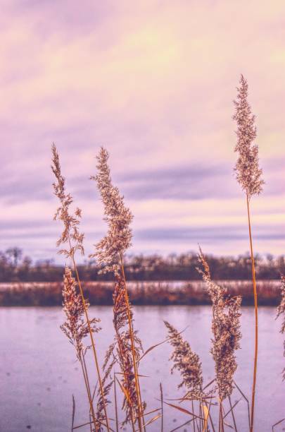 istock Sunset by the Lake 1298299228