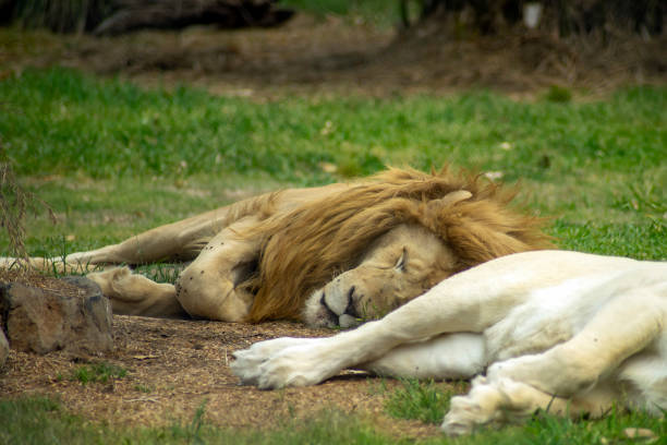 istock African lion (scientific name panthera leo) resting on a sunny day 1298299239