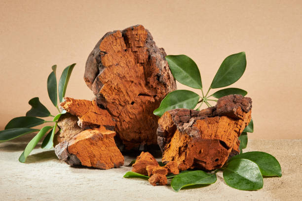 Natural chaga mushroom pieces