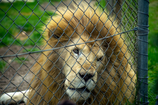istock Lion (scientific name panthera leo) behind a mesh fence 1298299503