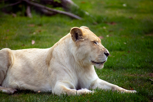 White lioness (panthera leo) resting on grass