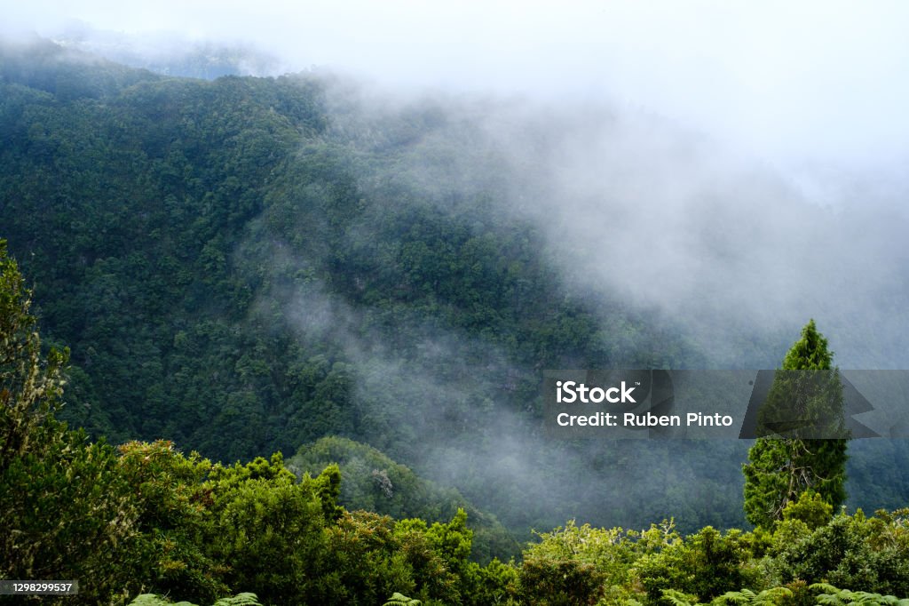 one tallest tree in the woods with the high mountain in the background At The Edge Of Stock Photo