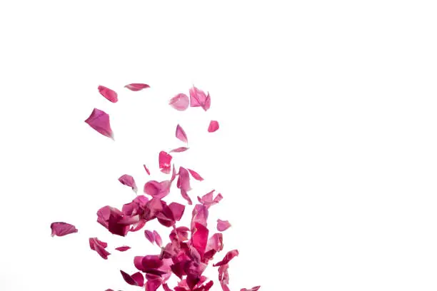 Photo of pink rose petals