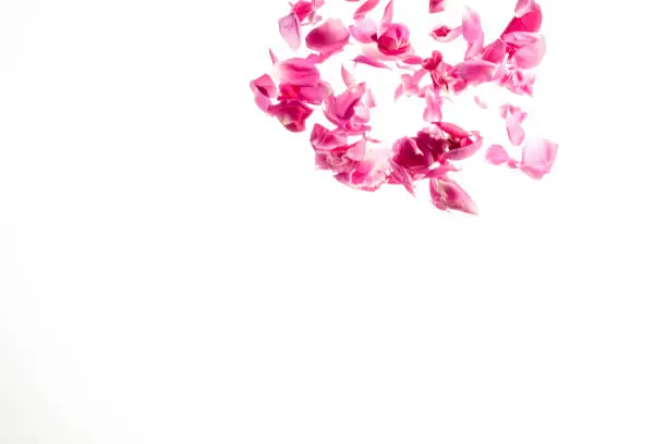 Photo of pink rose petals