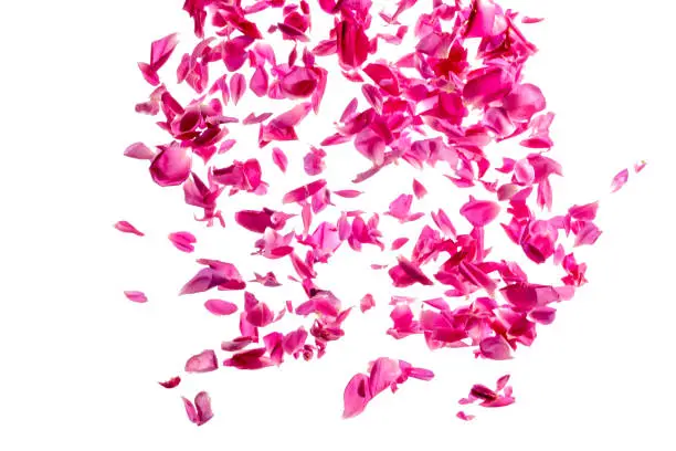 Photo of pink rose petals