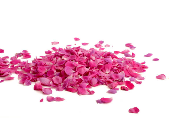 istock pink rose petals 1298300134
