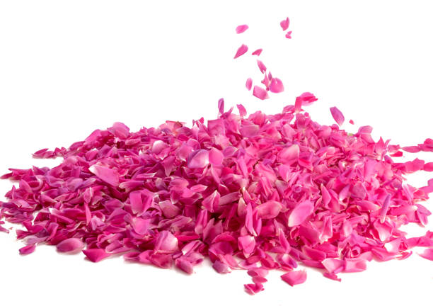 istock pink rose petals 1298300795