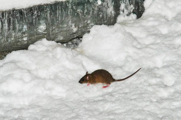 istock The mouse runs in the snow 1298300824