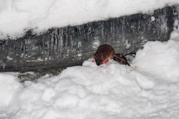 istock The mouse runs in the snow 1298300825