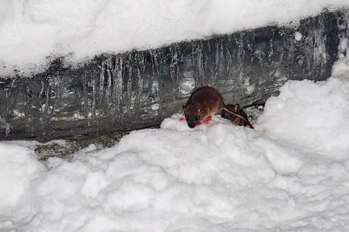 The rat runs through the snowdrifts in winter in search of food. Snow lies around, drifts are visible. Birds, wildlife, large and medium plans