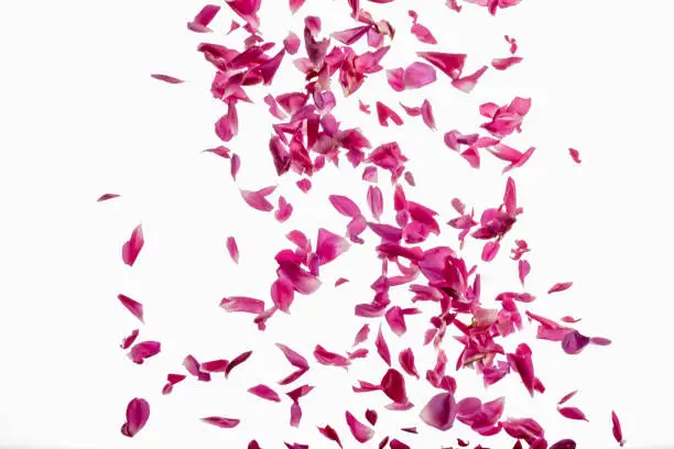 Photo of pink rose petals