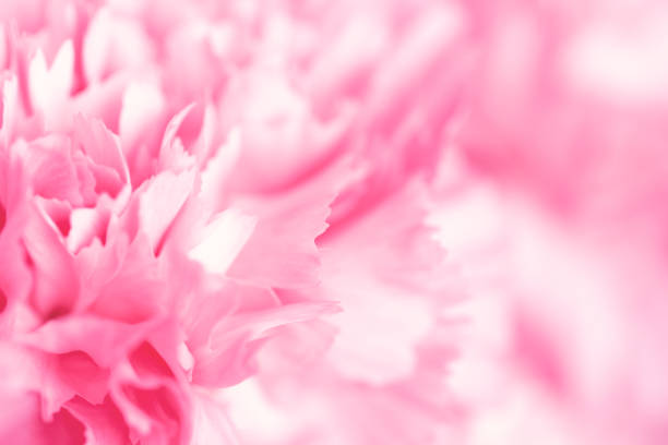 istock Pink carnation flower. Abstract nature background. 1298300913