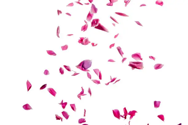Photo of pink rose petals
