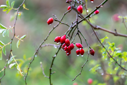 Wild rose hips fruit in the autumn with rain falling.