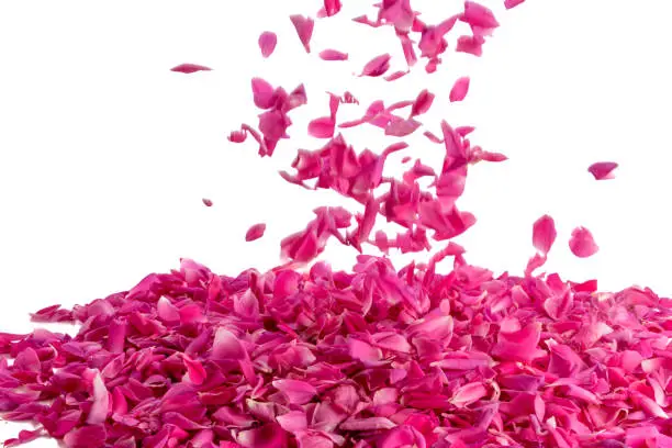 Photo of pink rose petals