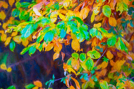 Beech tree in autumn. Beech tree leaves turning brown in autumn, This is post processed to give a painterly effect.