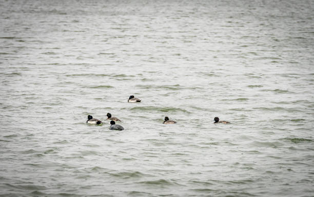 Common Golden eye ducks A group of Common Goldeneye ducks and a coot on a lake in Godmanchester, Cambridgeshire, England UK during a rain shower. bucephala clangula uk stock pictures, royalty-free photos & images