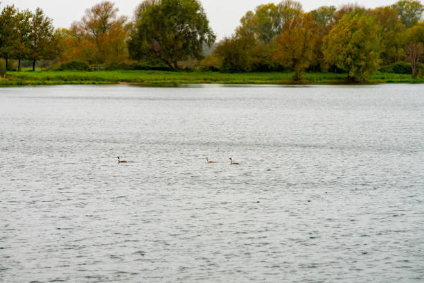 Great Crested Grebes on a nature reserve lake. Godmanchester, Cambridgeshire