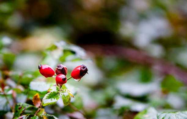 Wild rose hips fruit in the autumn with rain falling.