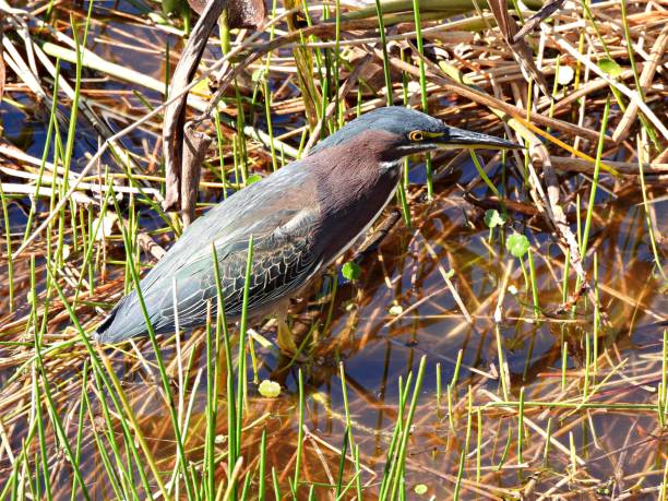 istock Green Heron (Butorides virescens) in the Florida wetlands 1298302778