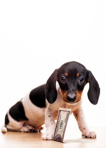 istock image of dog money white background 1298304859
