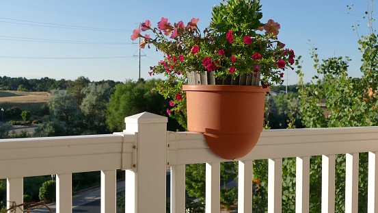Potted and ornamental flowers in the garden