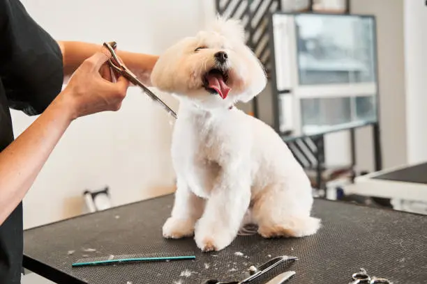 Photo of Groomer cutting fur of domestic animal