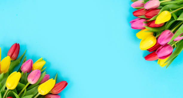 istock Pink, yeelow and violet tulips flowers 1298307815