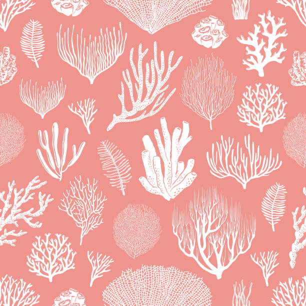 illustrations, cliparts, dessins animés et icônes de corail et algues modèle sans couture, fond rose - tentacled sea anemone