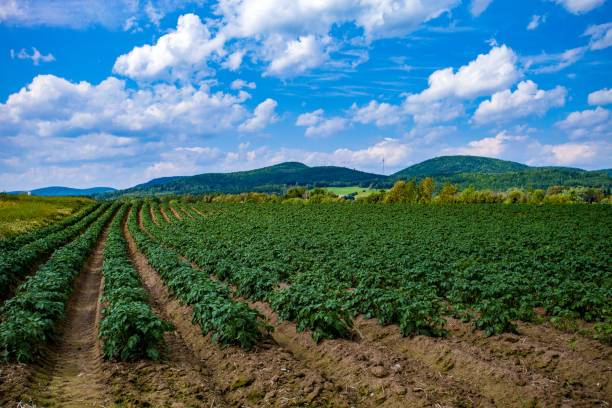 Northern Maine Potato Field before the Harvest Summertime potato fields in Aroostook County Maine maine stock pictures, royalty-free photos & images