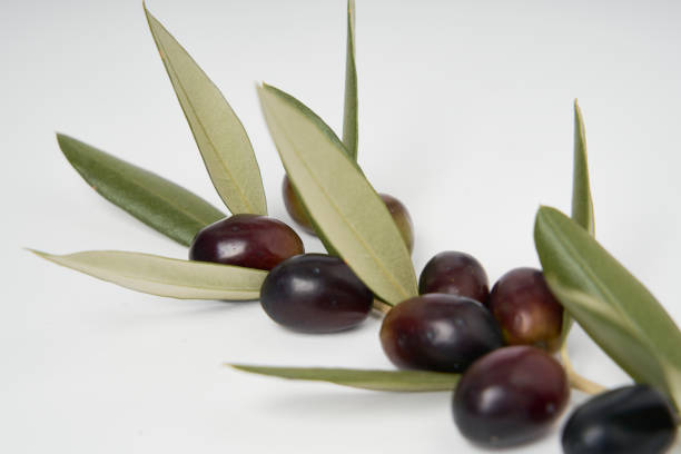 istock Olive branches and freshly picked green and black olives on a white background. 1298308705