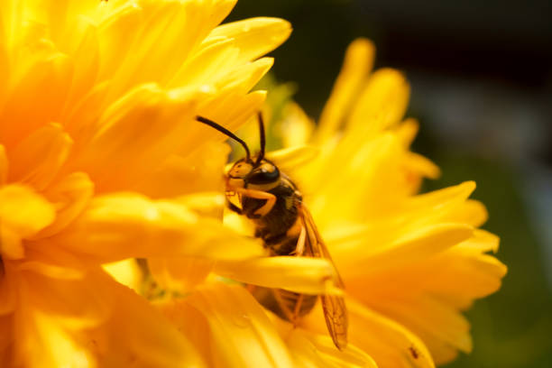 Macro of a wasp bee on a yellow chrysanthemum flower. Extremely close up shot.