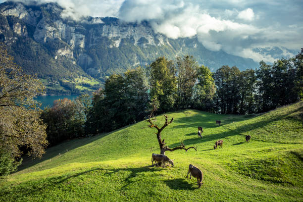 istock mountains landscape with cows in the meadow 1298312250