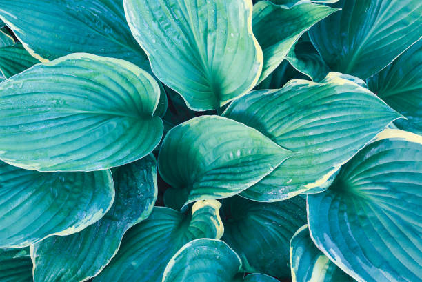 istock Overhead View of Variegated Blue Hosta 1298313036
