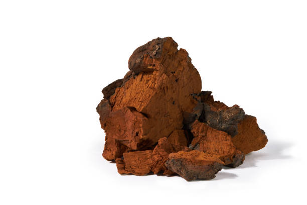 istock Natural chaga mushroom pieces isolated on a white background with cliping path 1298313514