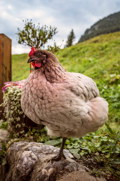 Hen on an organic farm