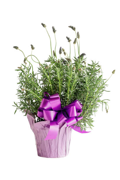 istock Potted Spanish lavender with Bow Isolated over White 1298314639