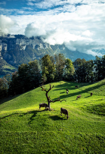 mountains landscape with cows in the meadow stock photo