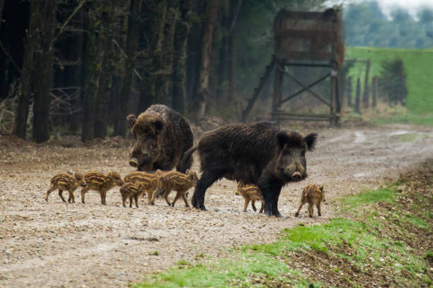 istock Wild boar otte Bache with freshlings 1298316313