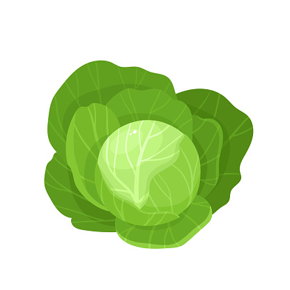 Bright vector illustration of colorful cabbage. Fresh cartoon organic vegetable isolated on white background used for magazine, book, poster, card, menu cover, web pages.