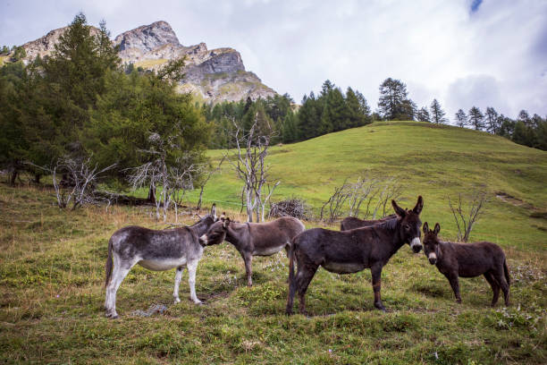 istock donkey on the meadow in the mountains 1298318496