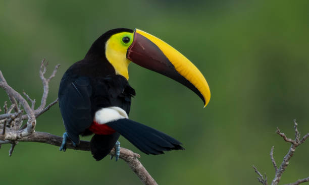 istock Chestnut-mandibled toucan bird 1298320613