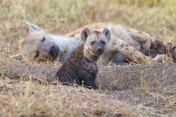 istock Hyena pup at the den 1298320724