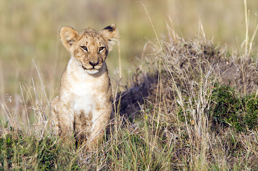 Young lion on an ant hill at the Masai Mara Game Reserve in Kenya.